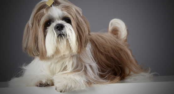 Grooming tips for beginners from Ruzanna Tsagikyan