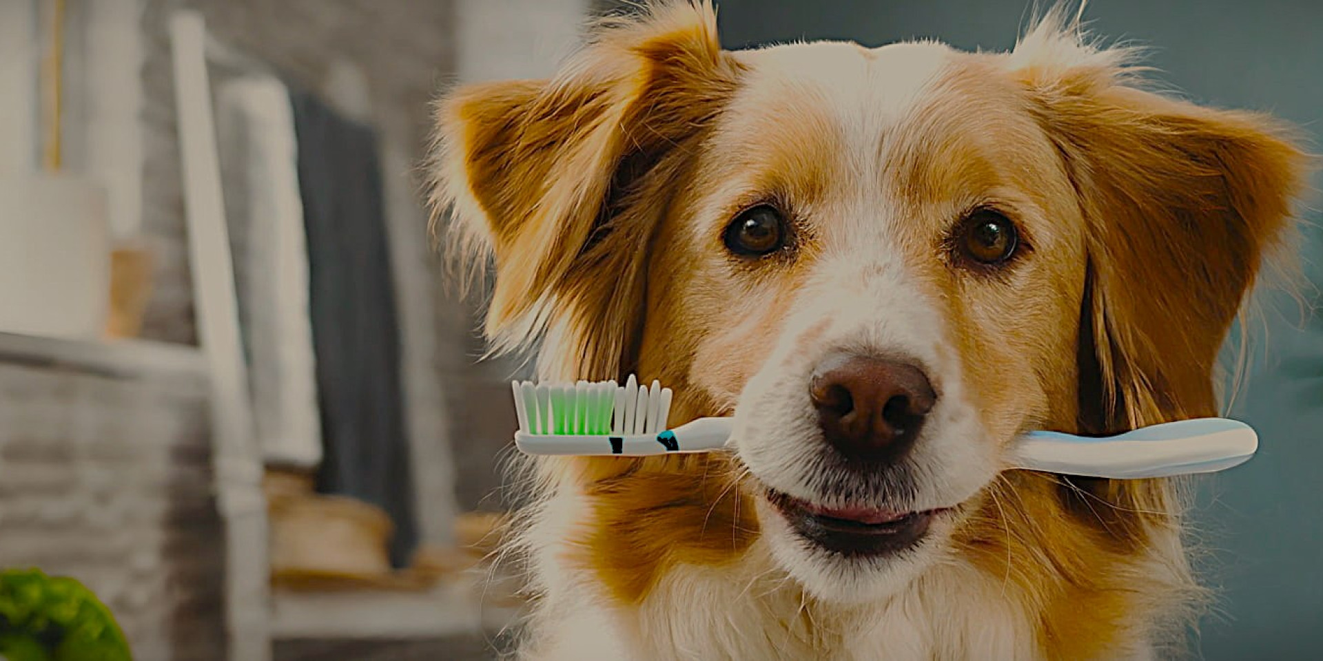 What does dental plaque threaten in dogs?