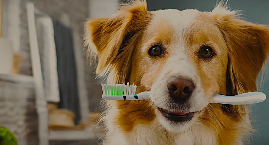 5 Rules for Dog Dental Care That Will Extend Its Life
