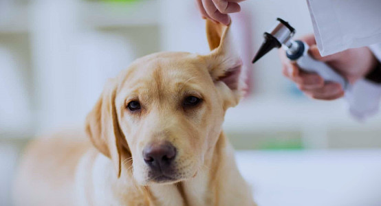 8 signs that your dog has ear problems