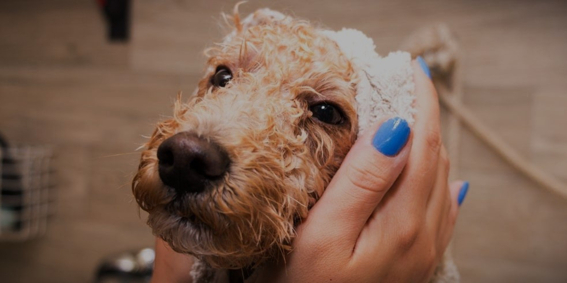 How to Properly Bathe a Dog?