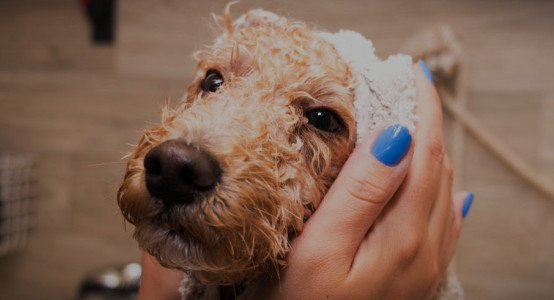 How to Properly Bathe a Dog and Choose Coat Care Products?