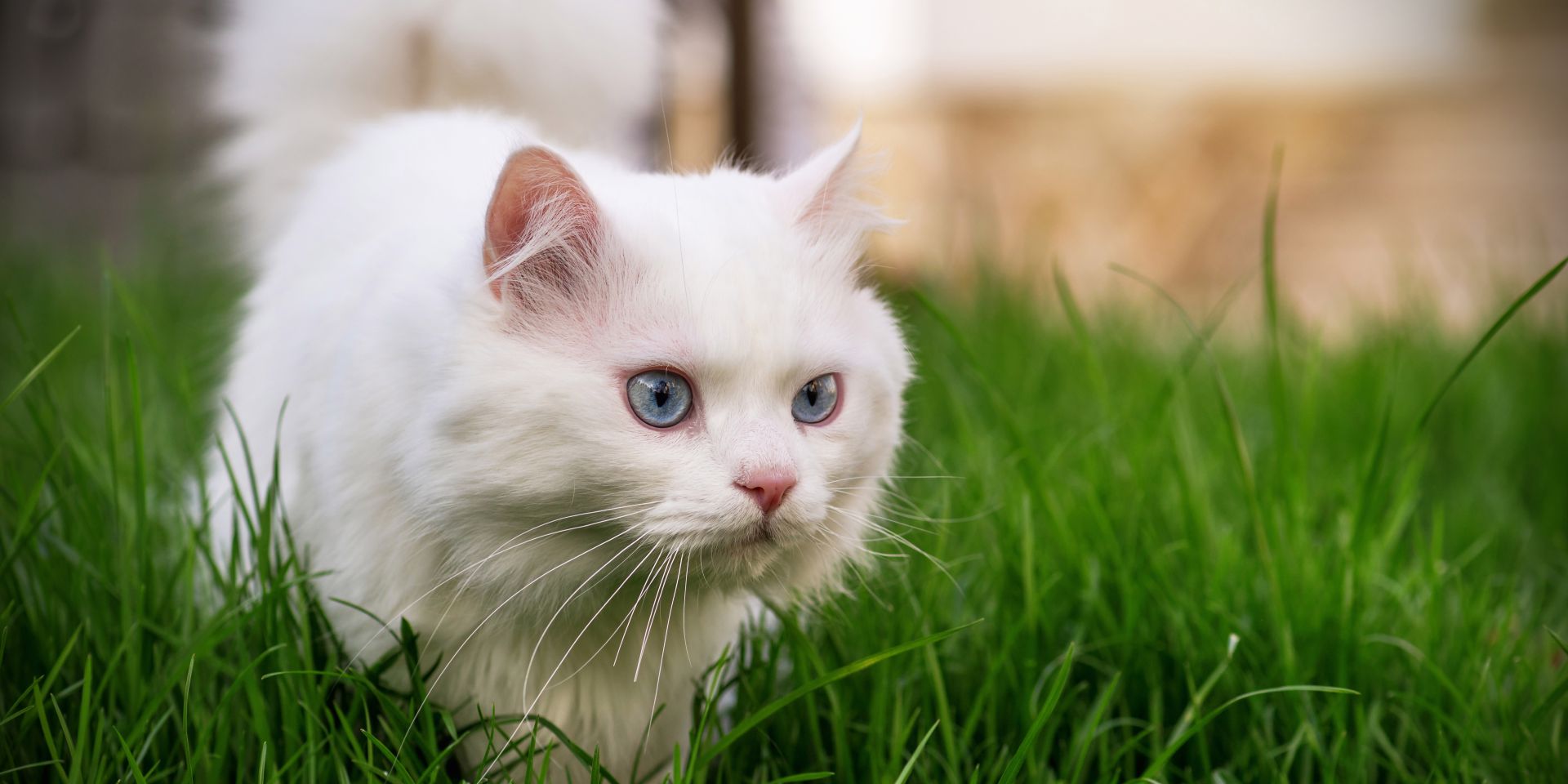 Munchkin Care Secrets: Puramur with Cat Vasil