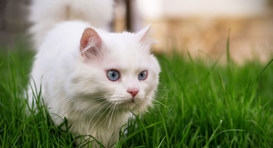 Munchkin Care Secrets: Puramur with Cat Vasil