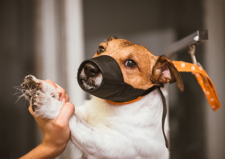 grooming with aggressive dog