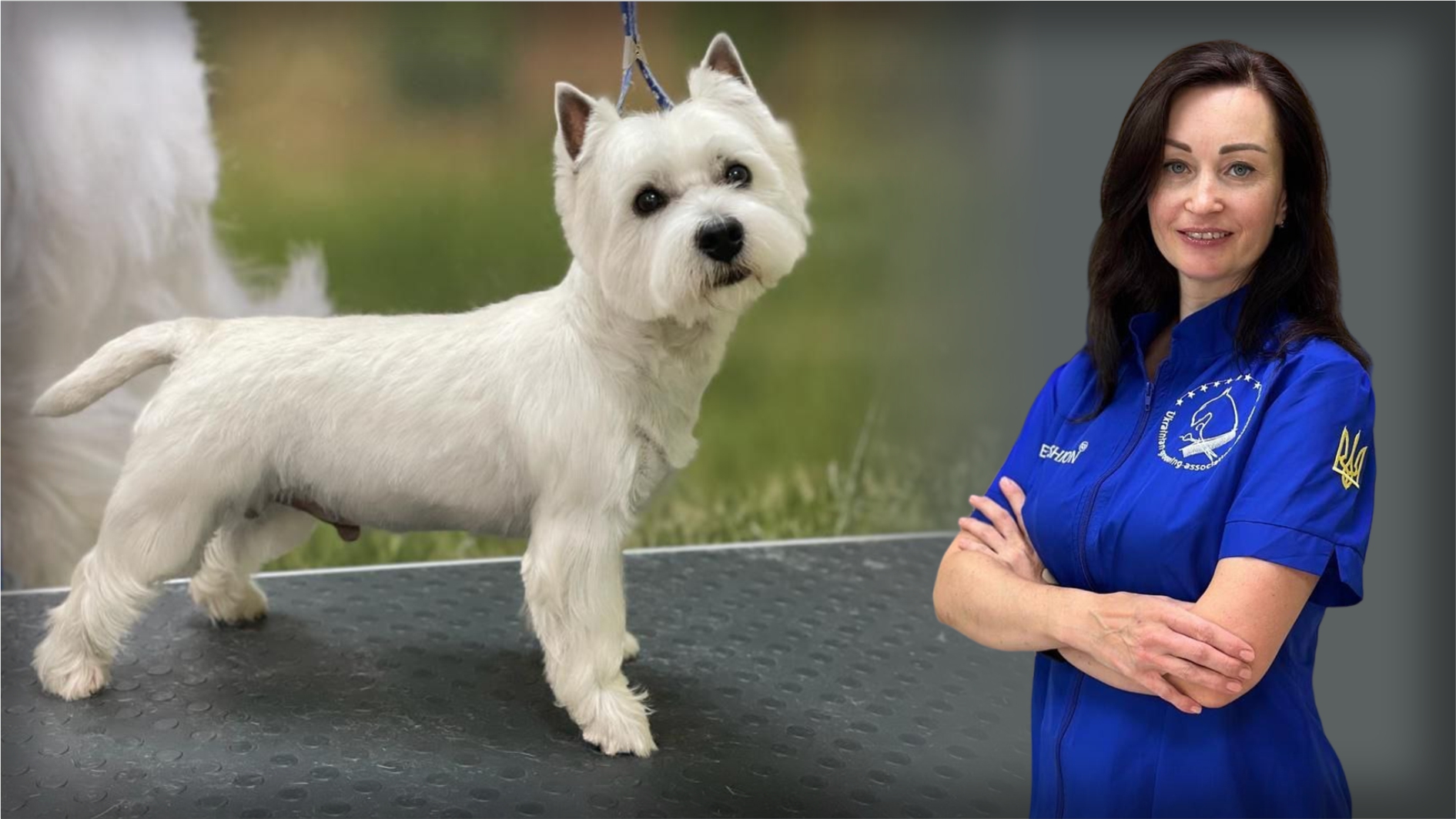 Workshop on Breed-Specific Grooming (Trimming) of West Highland White Terrier in Salon Conditions with Vita Kravchuk and PURAMUR.