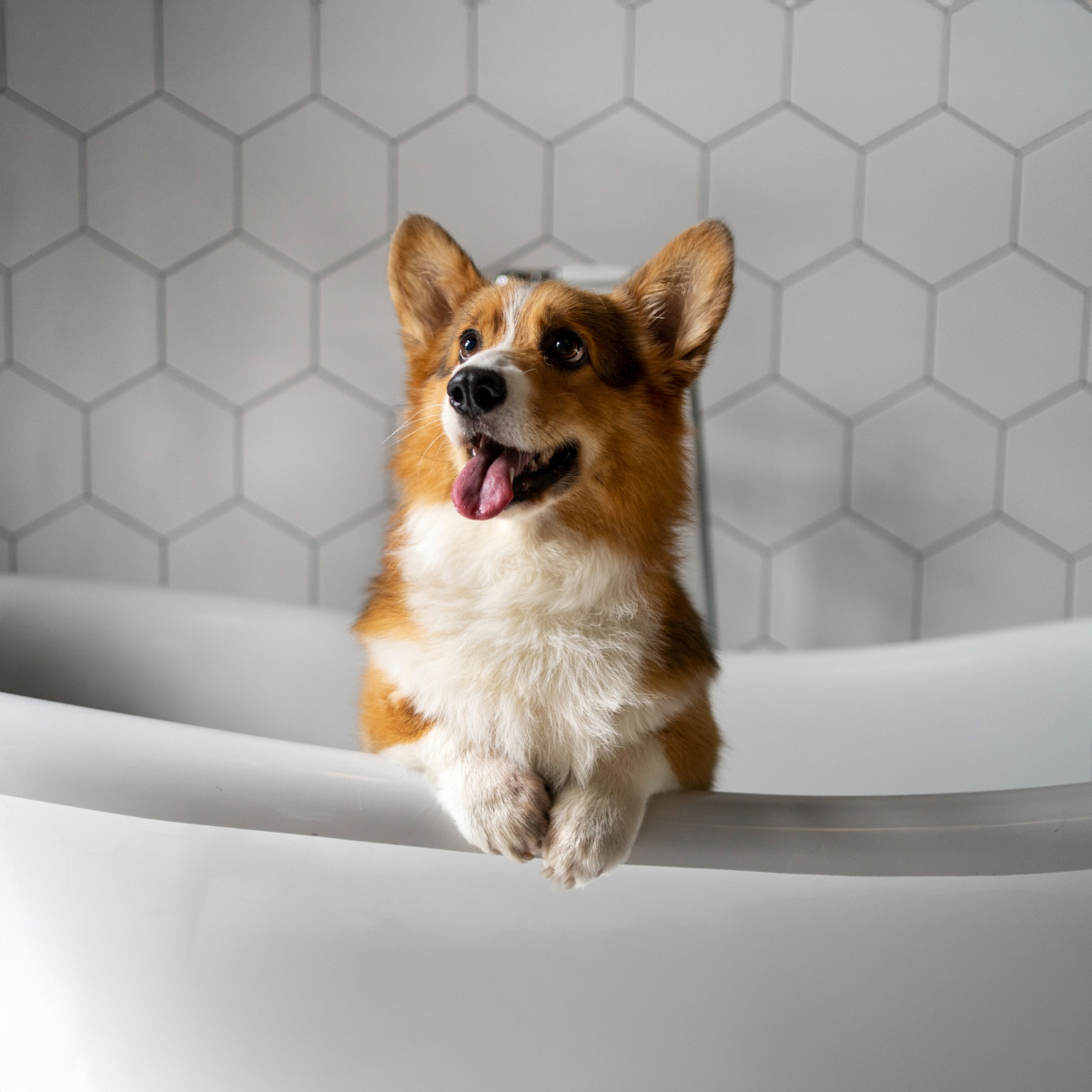 A dog being bathed with a medicated shampoo — the typical use case for chlorhexidine shampoo