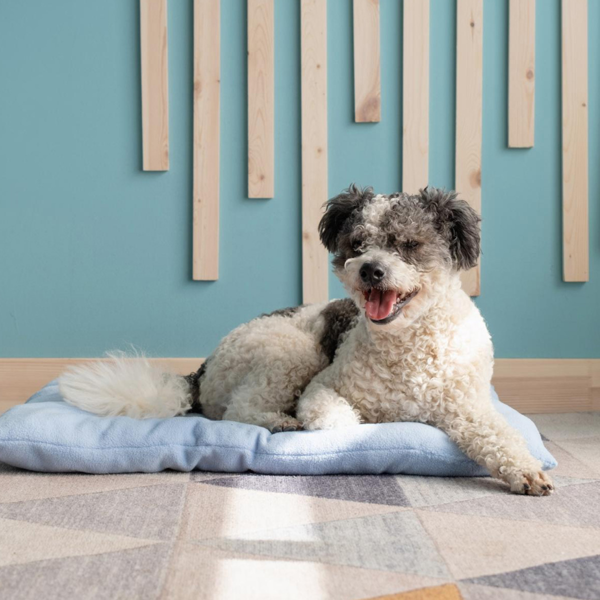 A small dog after grooming with glossy clean coat — the optimal state for perfume application