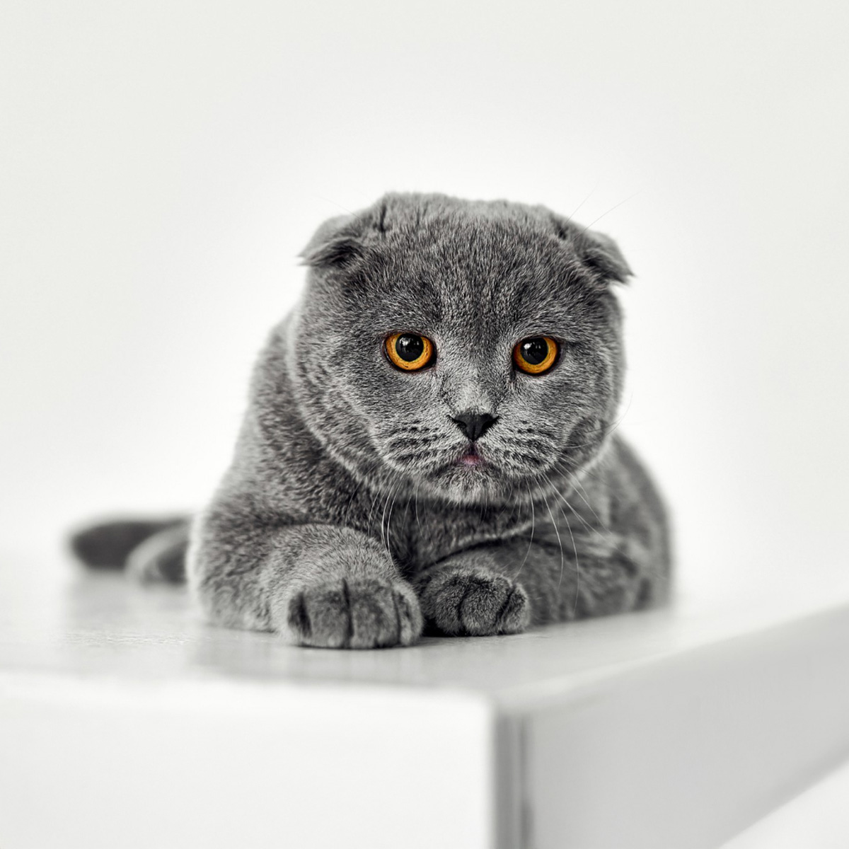 Close-up of a Scottish Fold's dense double coat with a thick, plush undercoat