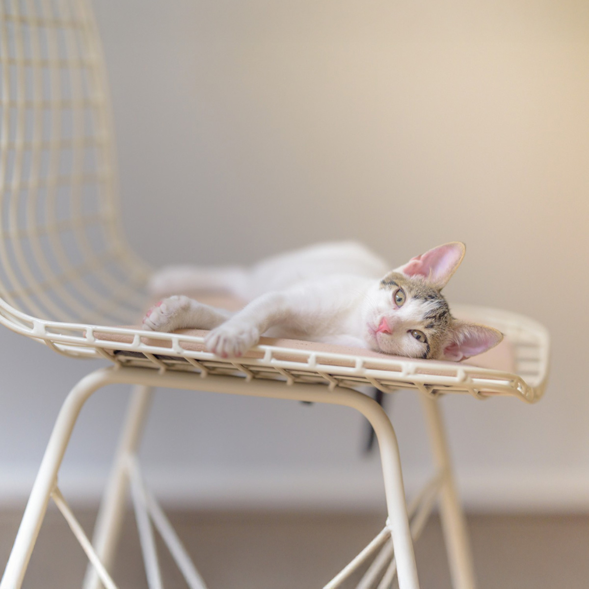 A domestic cat lying on a windowsill in sunlight — an example of a healthy coat with no bald spots