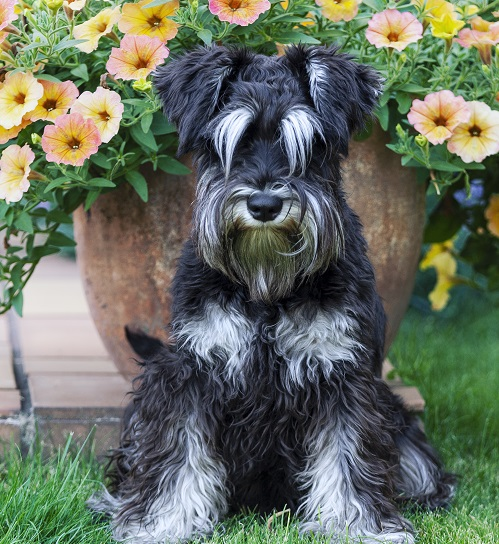 Features of grooming a Giant Schnauzer with Bruno Groom