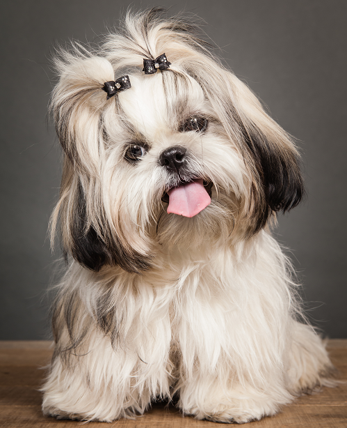 The basics of grooming