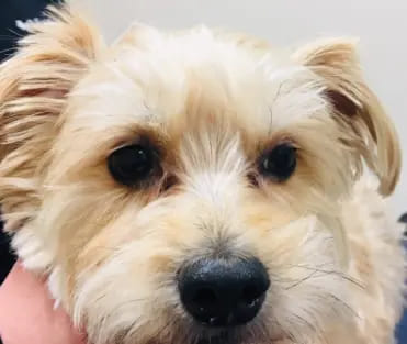 Tear staining in a middle-aged dog.